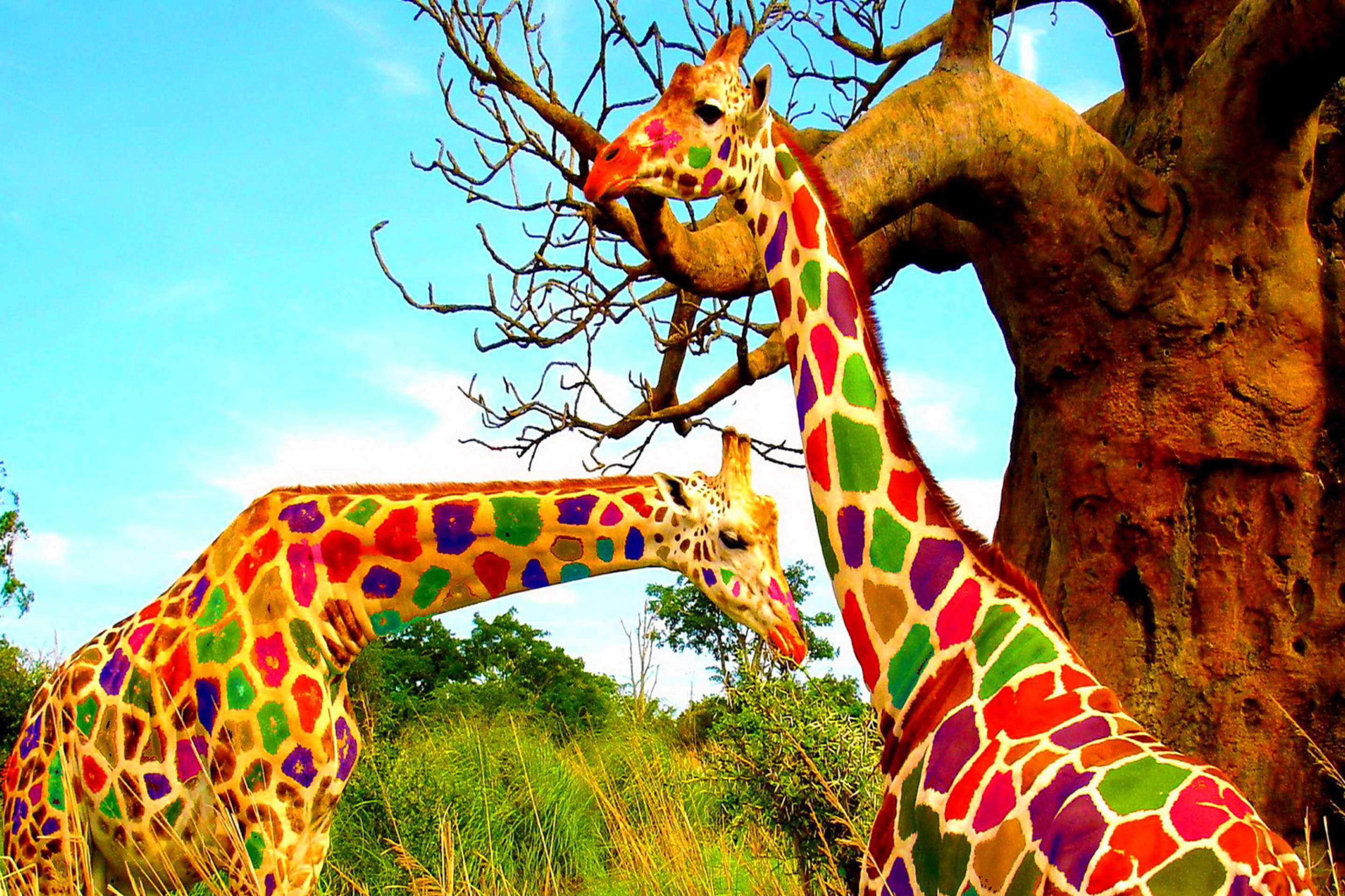 Screenshot №1 pro téma Multicolored Giraffe Family 2880x1920