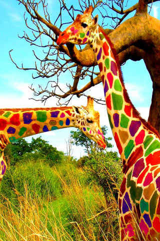 Multicolored Giraffe Family wallpaper 320x480