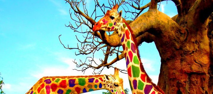 Sfondi Multicolored Giraffe Family 720x320