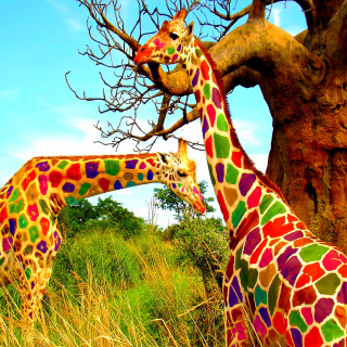 Multicolored Giraffe Family sfondi gratuiti per 1024x1024