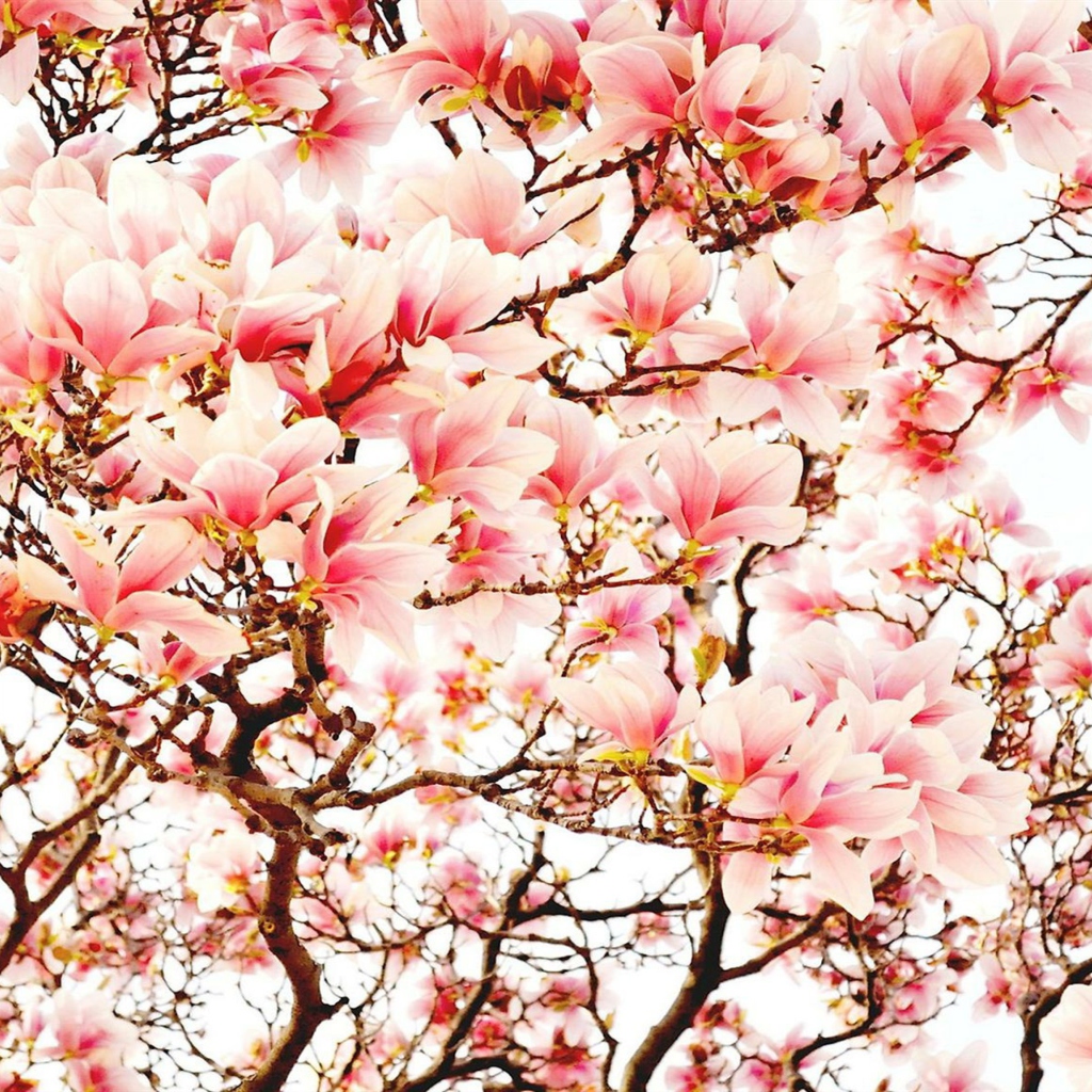Pink Spring Flowers wallpaper 1024x1024