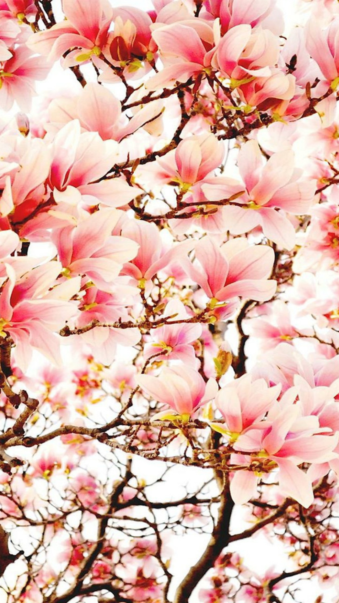 Sfondi Pink Spring Flowers 1080x1920