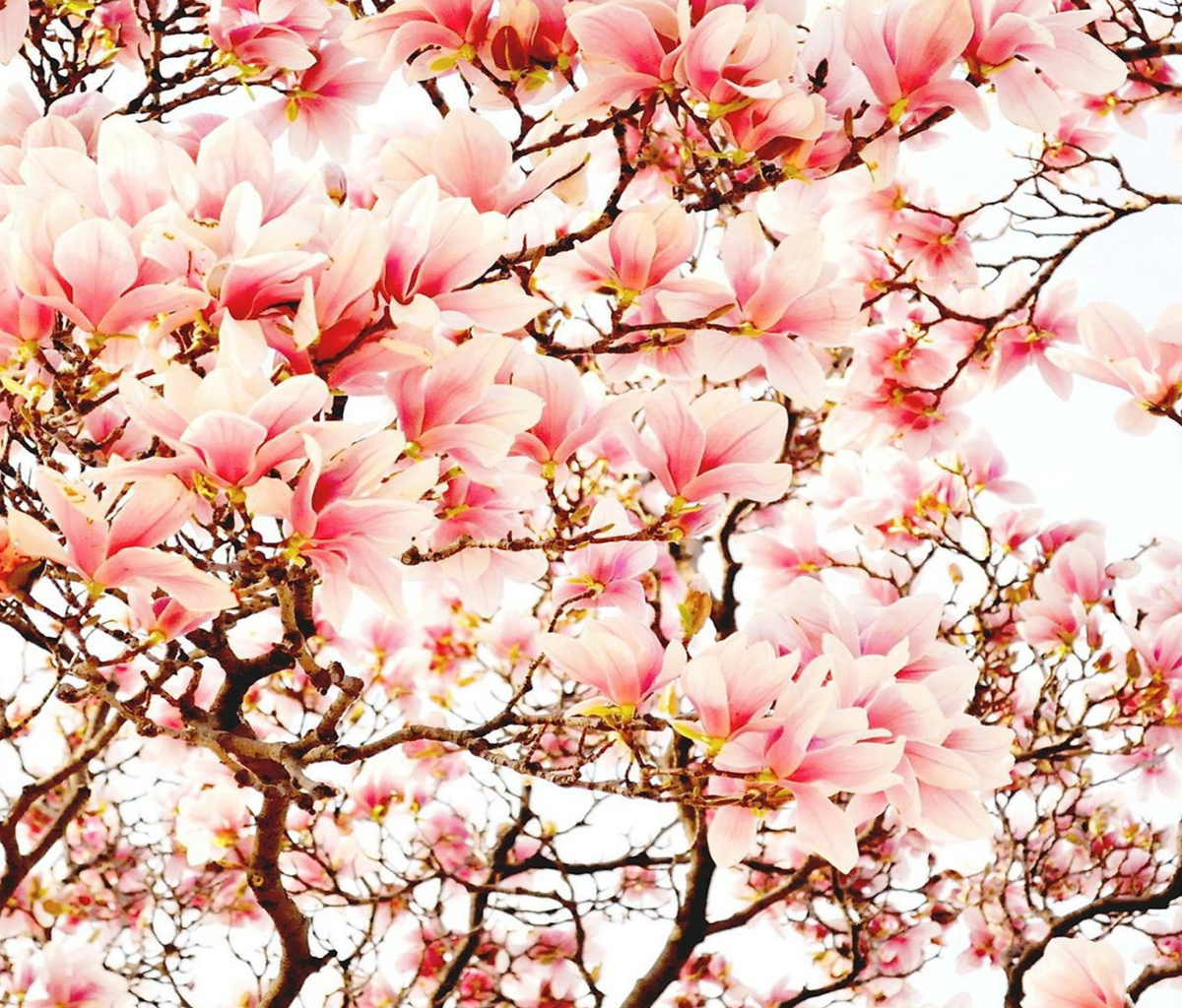 Pink Spring Flowers wallpaper 1200x1024