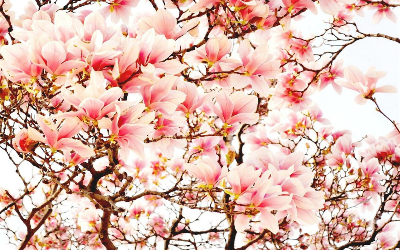 Pink Spring Flowers wallpaper 1280x800