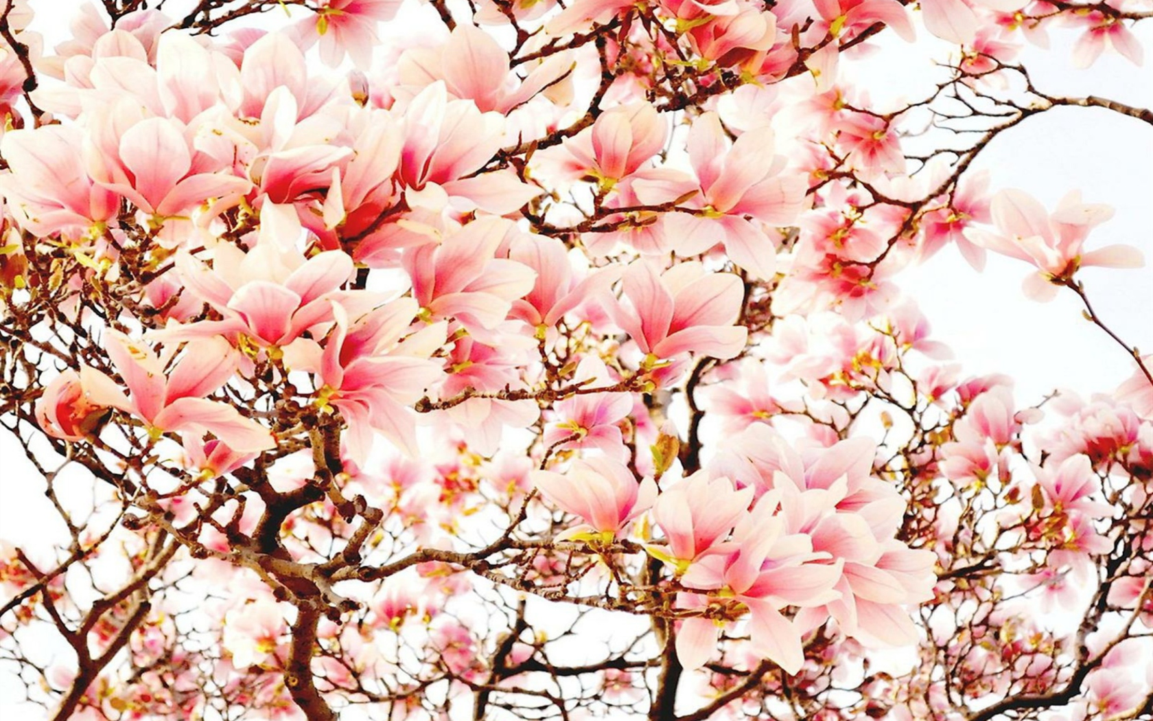 Pink Spring Flowers wallpaper 1680x1050