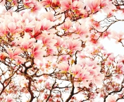 Screenshot №1 pro téma Pink Spring Flowers 176x144