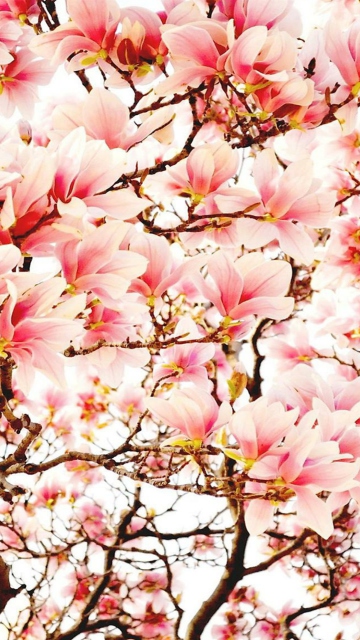 Das Pink Spring Flowers Wallpaper 360x640