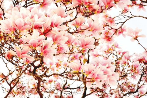 Das Pink Spring Flowers Wallpaper 480x320