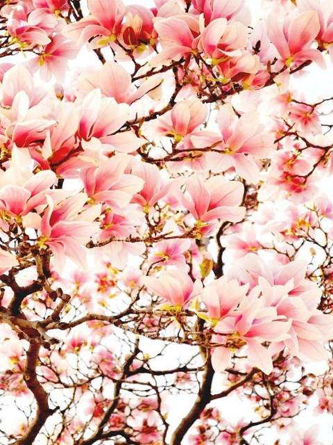 Das Pink Spring Flowers Wallpaper 480x640