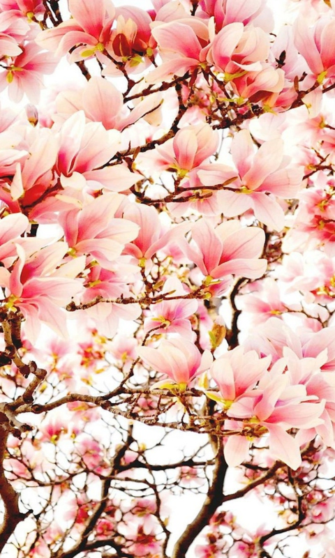 Das Pink Spring Flowers Wallpaper 480x800