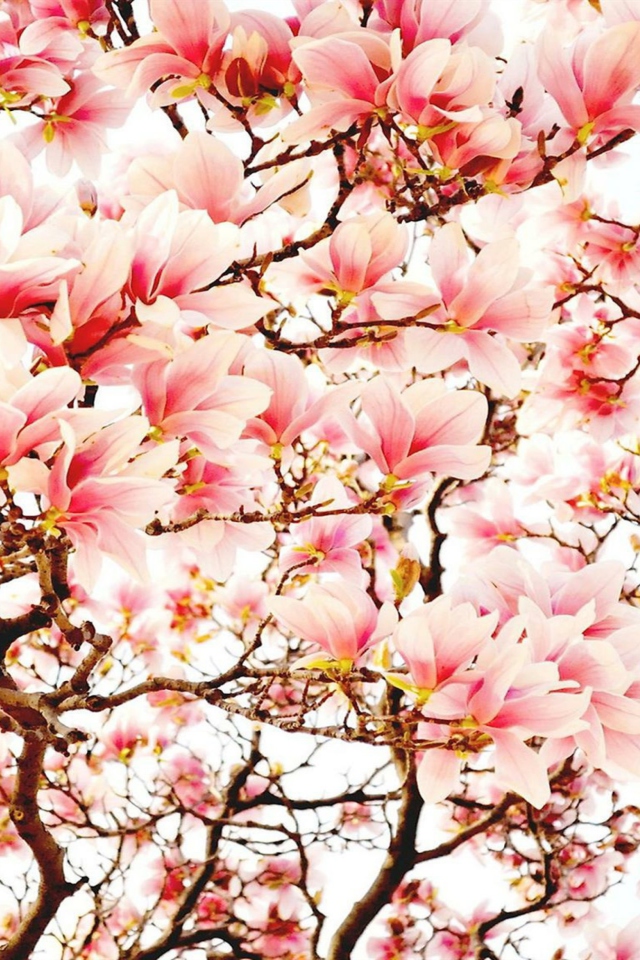 Pink Spring Flowers wallpaper 640x960