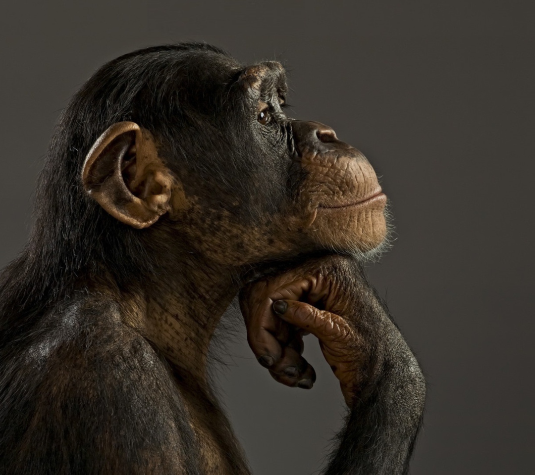 Обои Chimpanzee Modeling 1080x960