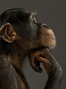 Chimpanzee Modeling wallpaper 132x176
