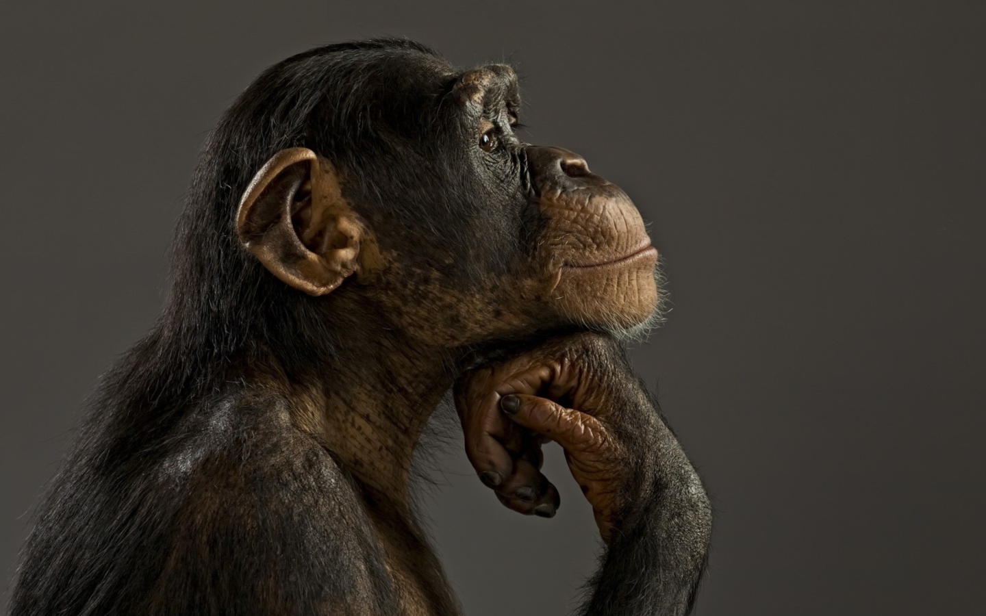 Screenshot №1 pro téma Chimpanzee Modeling 1440x900