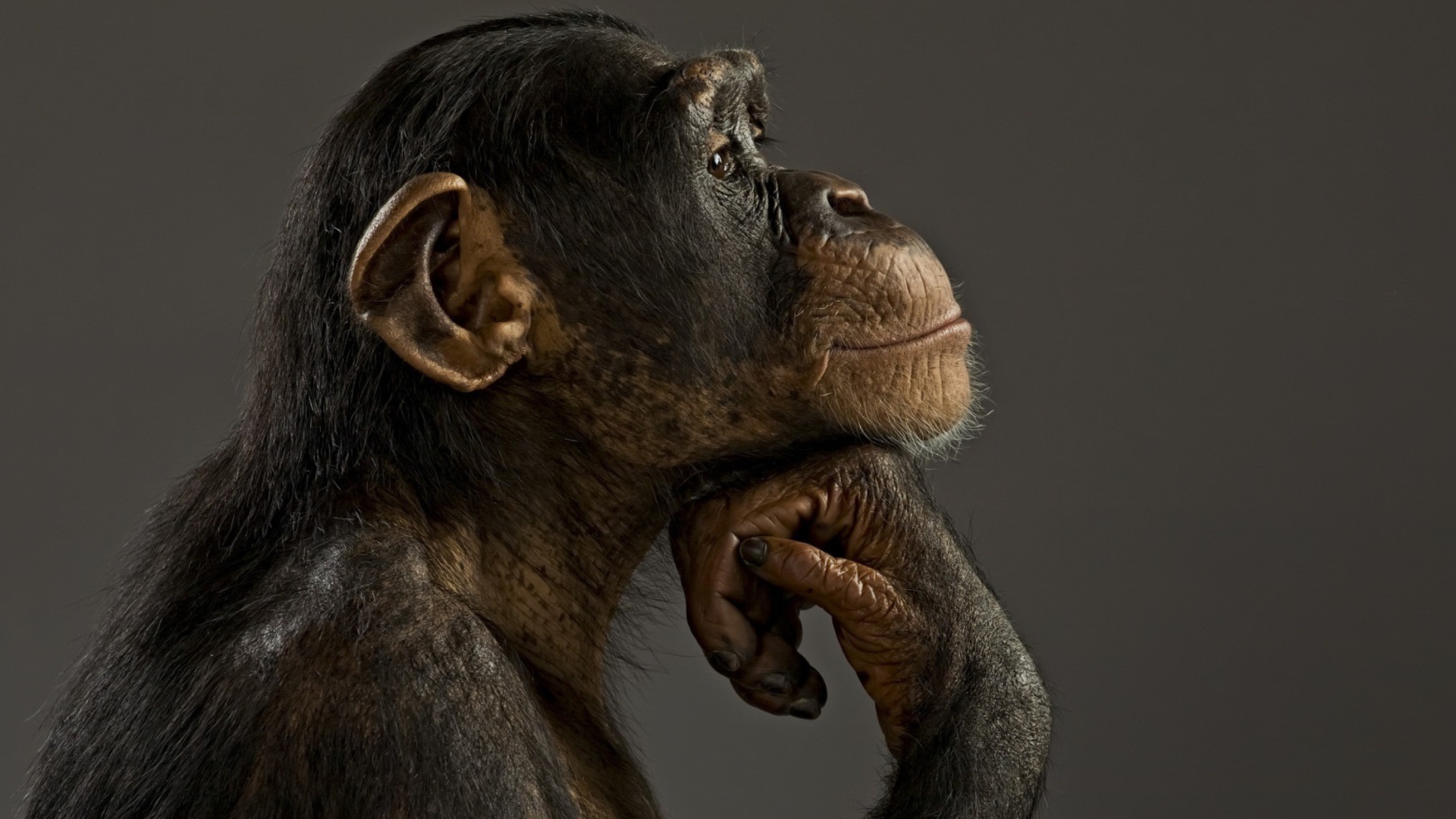 Chimpanzee Modeling wallpaper 1920x1080