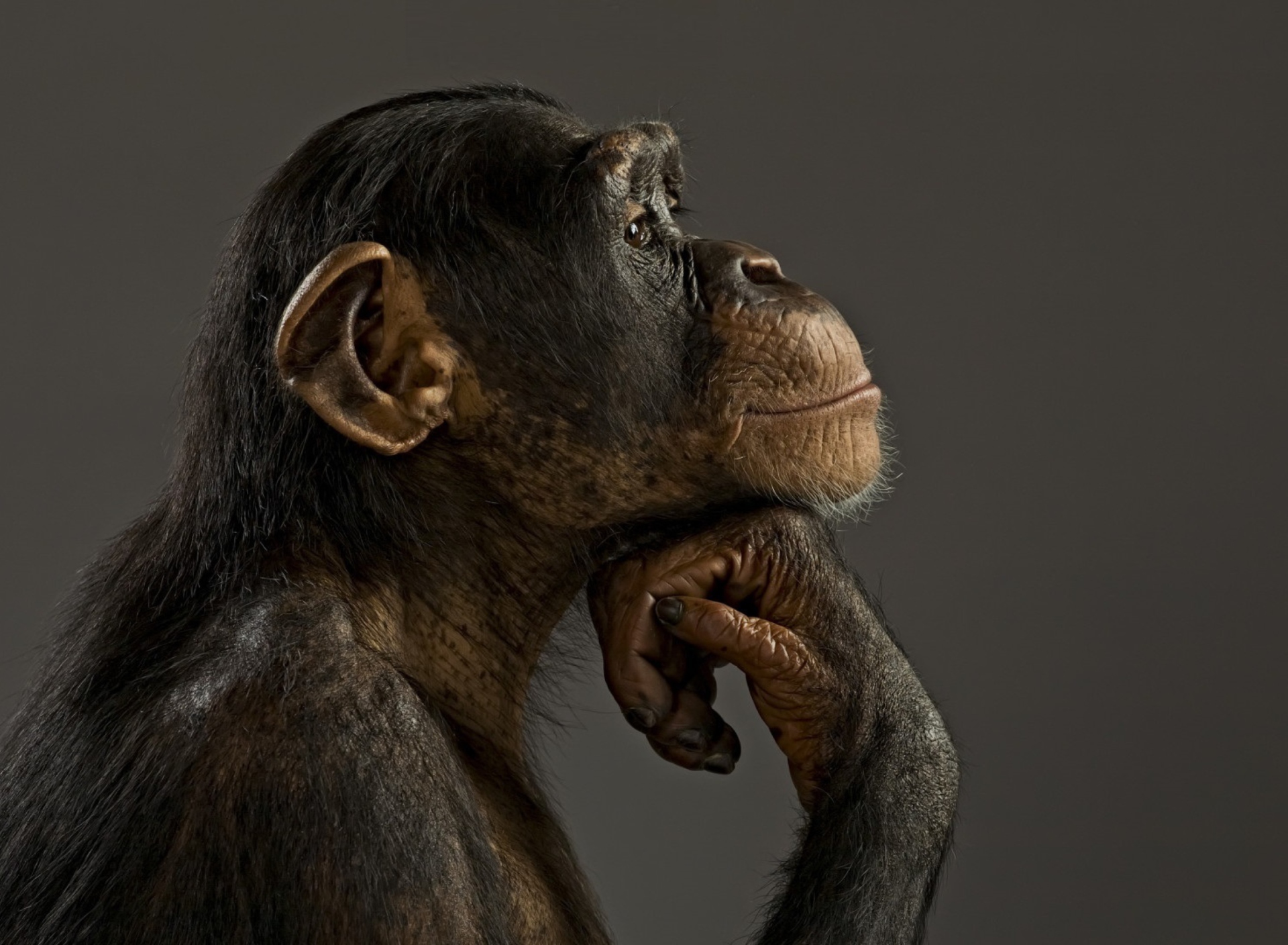 Das Chimpanzee Modeling Wallpaper 1920x1408