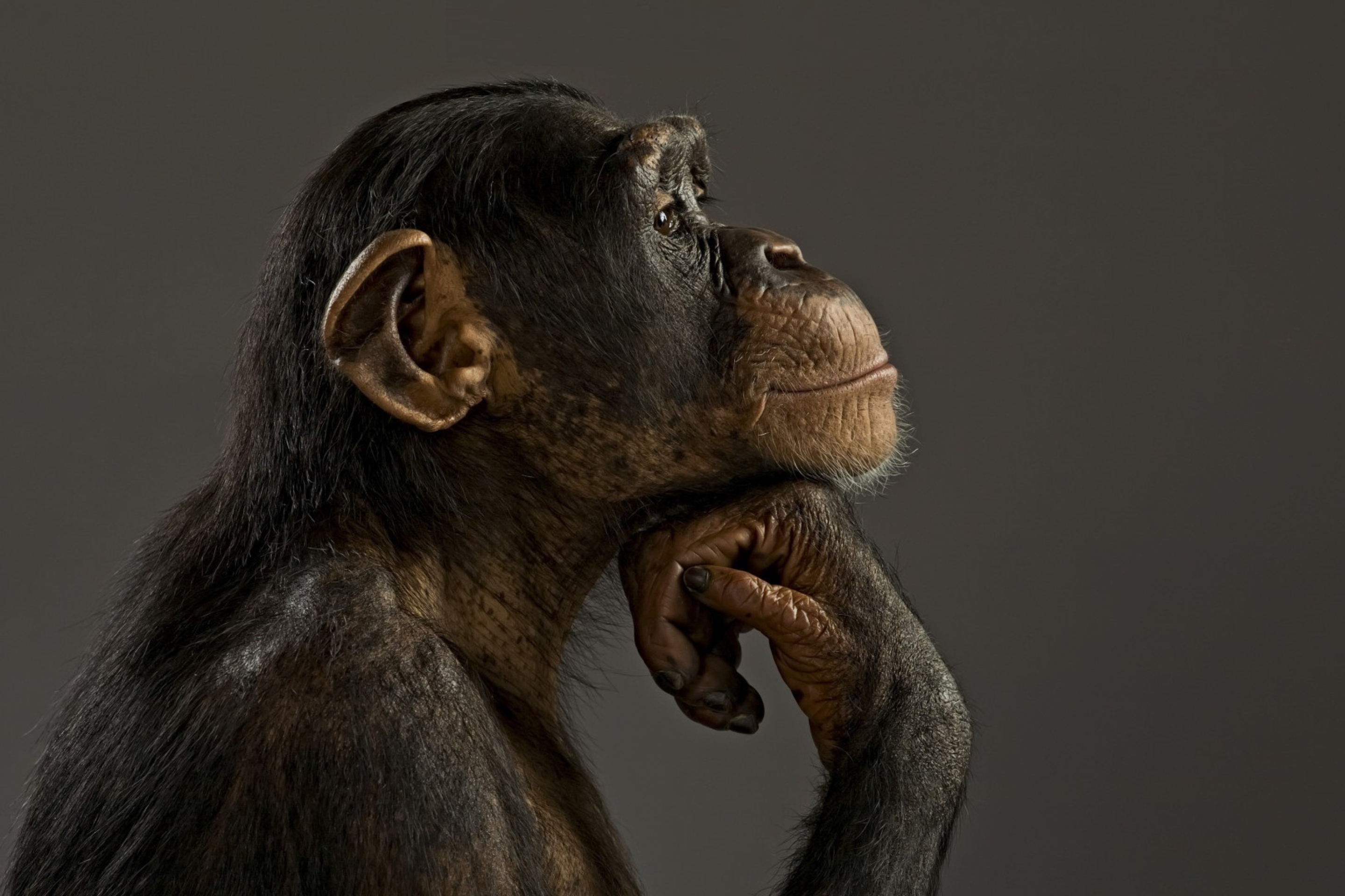 Обои Chimpanzee Modeling 2880x1920