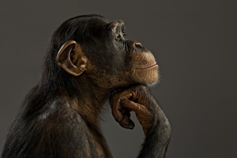 Chimpanzee Modeling wallpaper 480x320