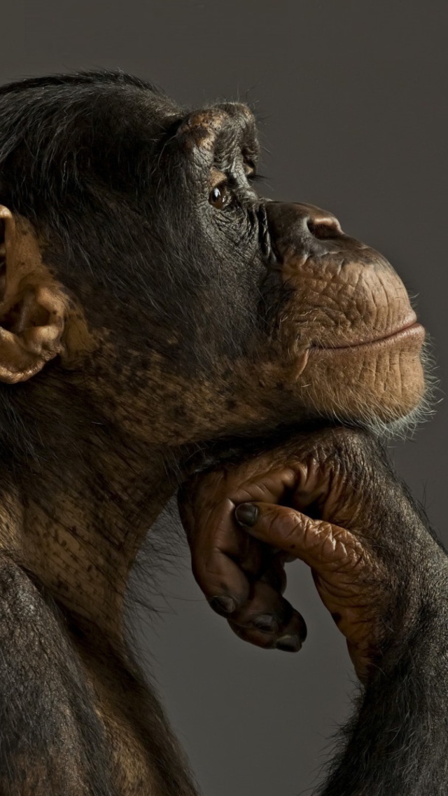 Обои Chimpanzee Modeling 640x1136