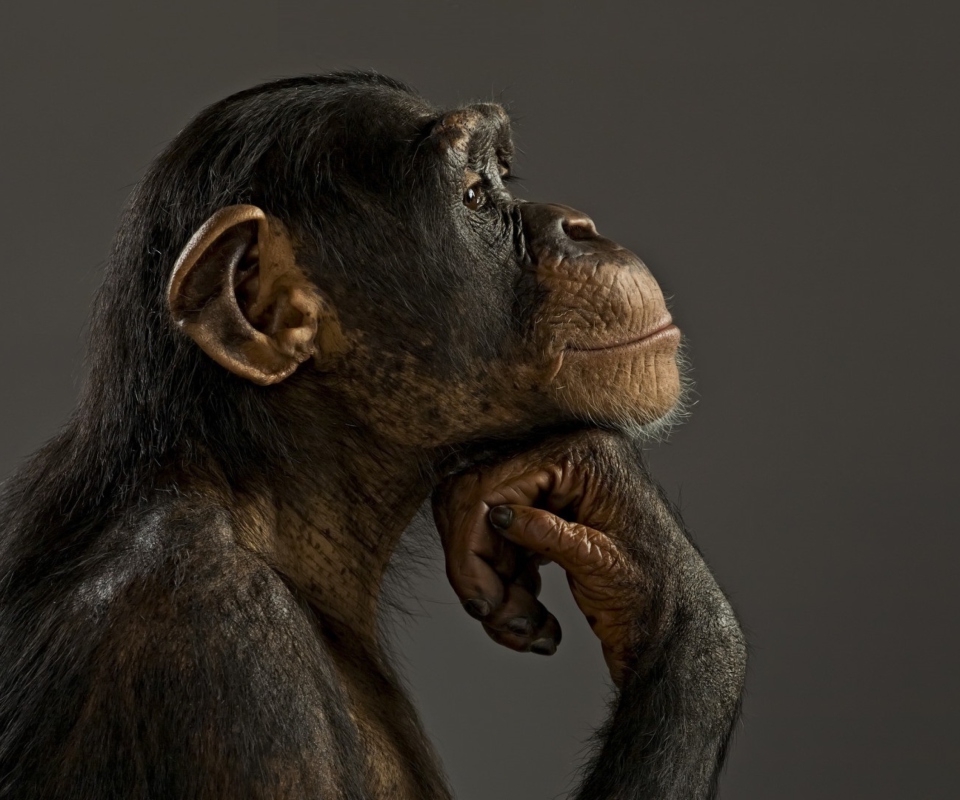 Обои Chimpanzee Modeling 960x800