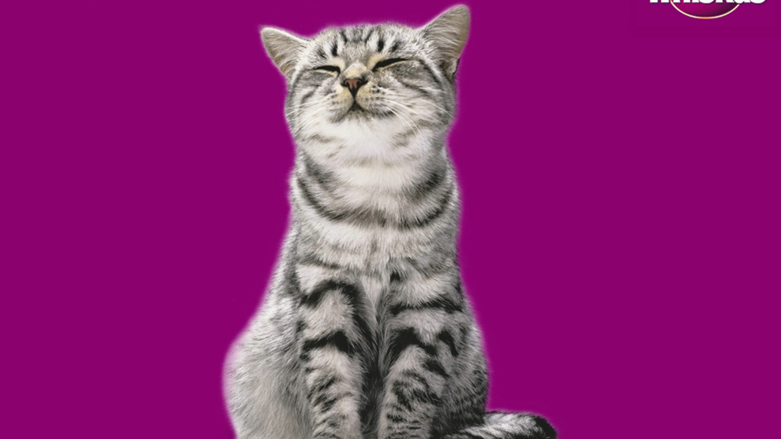 Обои Whiskas Cat 1600x900