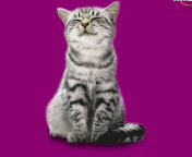 Fondo de pantalla Whiskas Cat 176x144