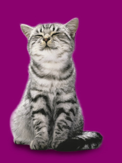 Whiskas Cat screenshot #1 240x320