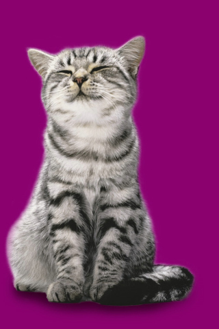Whiskas Cat wallpaper 320x480