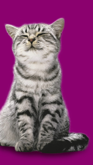 Das Whiskas Cat Wallpaper 360x640