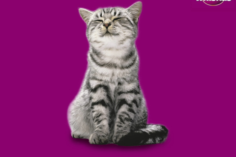 Das Whiskas Cat Wallpaper 480x320