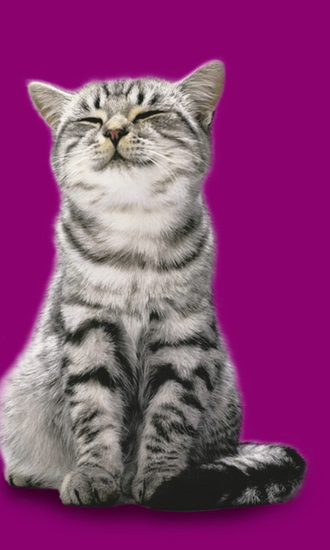 Das Whiskas Cat Wallpaper 480x800