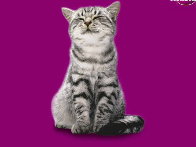 Das Whiskas Cat Wallpaper 640x480