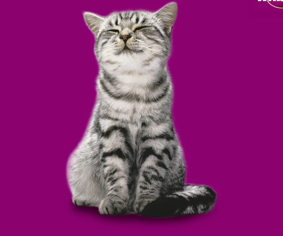 Das Whiskas Cat Wallpaper 960x800