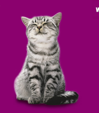 Whiskas Cat - Fondos de pantalla gratis para 320x480