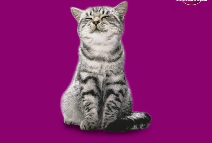 Fondo de pantalla Whiskas Cat