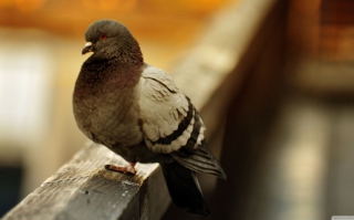 Kostenloses Fat Dove Wallpaper für Android, iPhone und iPad