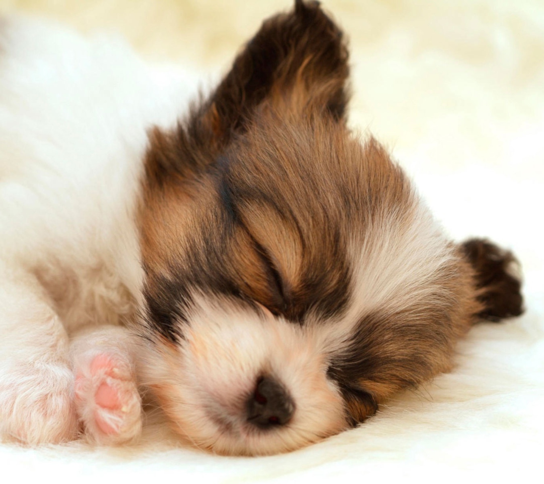 Cute Sleeping Puppy wallpaper 1080x960