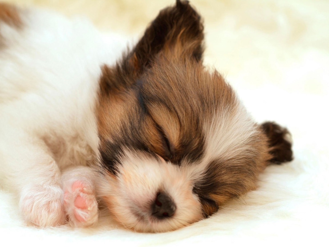 Das Cute Sleeping Puppy Wallpaper 1152x864