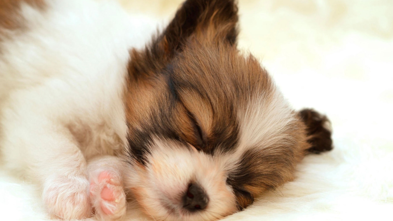 Fondo de pantalla Cute Sleeping Puppy 1600x900