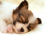 Das Cute Sleeping Puppy Wallpaper 176x144