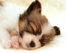 Cute Sleeping Puppy wallpaper 220x176