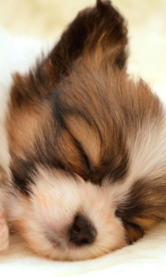 Cute Sleeping Puppy wallpaper 240x400