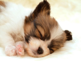 Cute Sleeping Puppy wallpaper 320x240