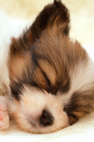 Das Cute Sleeping Puppy Wallpaper 320x480