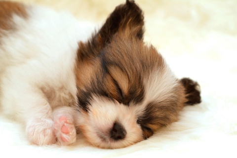 Cute Sleeping Puppy wallpaper 480x320