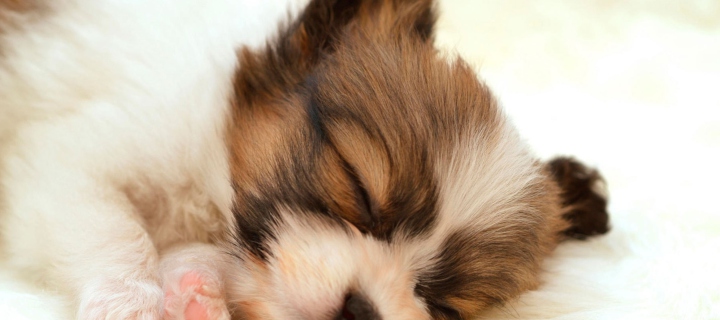 Screenshot №1 pro téma Cute Sleeping Puppy 720x320