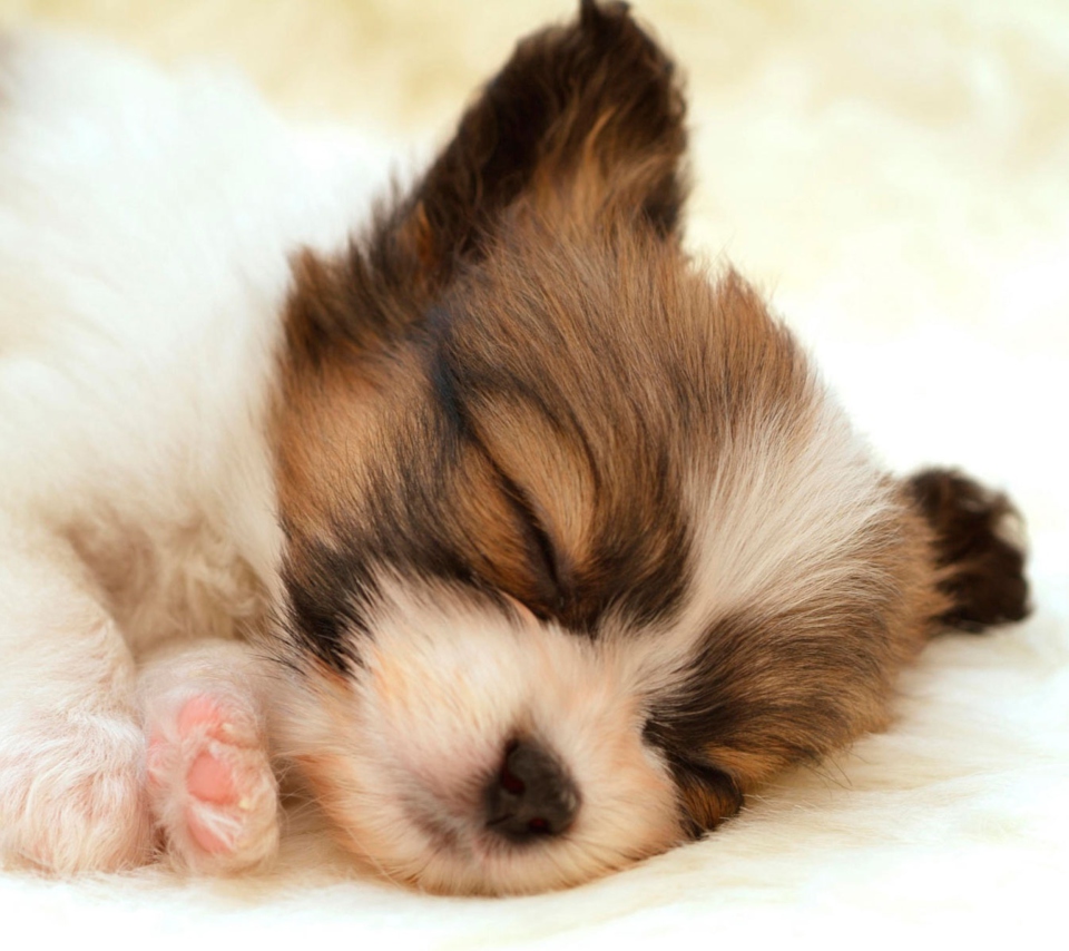 Das Cute Sleeping Puppy Wallpaper 960x854