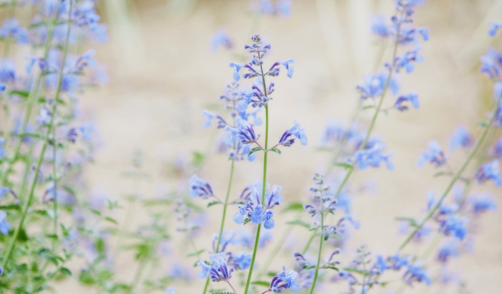 Das Little Blue Flowers Wallpaper 1024x600