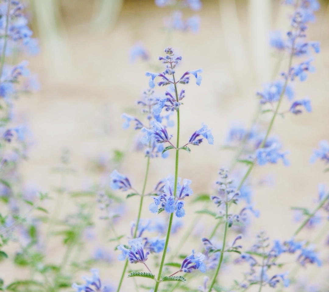 Das Little Blue Flowers Wallpaper 1080x960