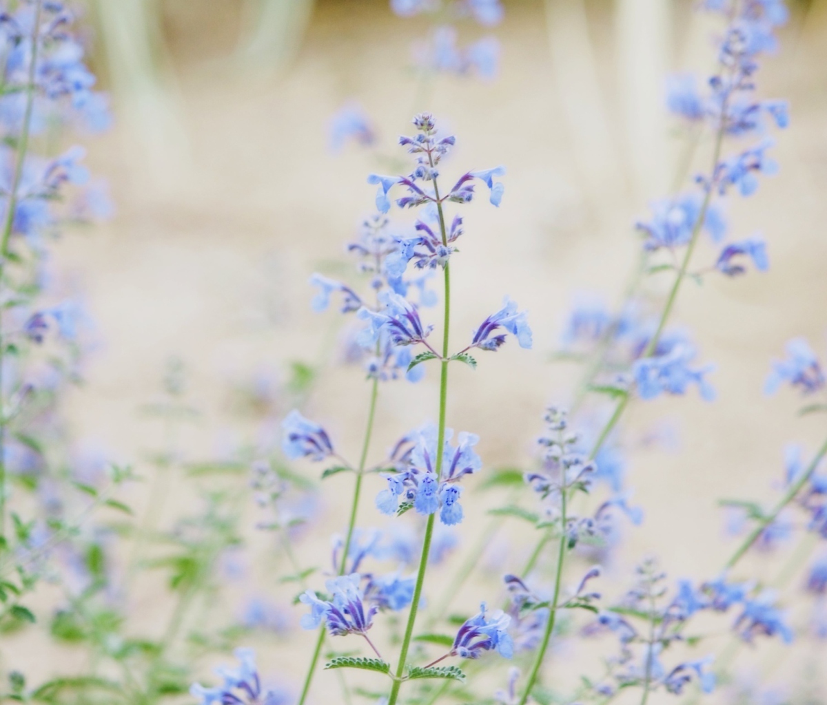 Little Blue Flowers screenshot #1 1200x1024